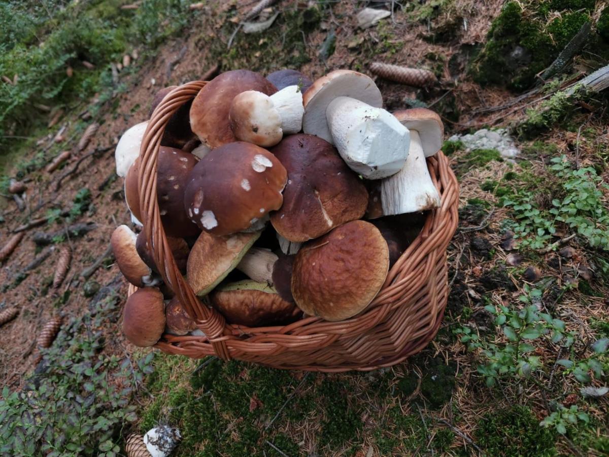Hostinec U Pejska A Kocicky Mariánské Lázně Exterior foto